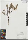 Foto von Salix pseudolapponum Seemen